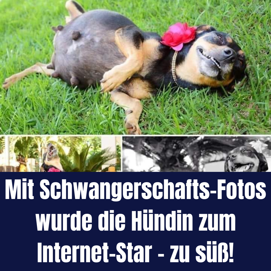 Mit Schwangerschafts-Fotos wurde die Hündin zum Internet-Star - zu süß!